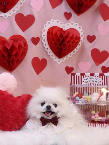 20240207ブブくん